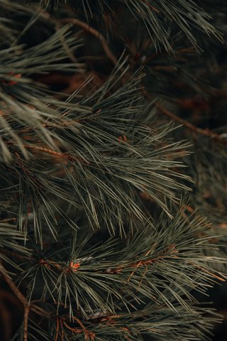 photo-1642414392606-d6415f5a9088